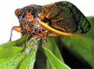 THE NOISY CICADA