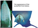 TENACIOUS SUCKERFISH
