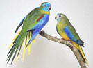 PARAKEETS THAT CAN SURVIVE A MONTH WITHOUT WATER
