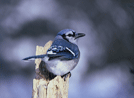 THE POWERFUL MEMORY OF JAYS