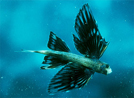 DO FISH FLY?