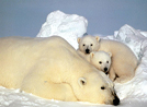 THE POLAR BEAR