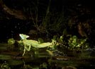 THE BASILISK THAT RUNS ON WATER