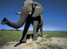 ELEPHANT'S LONG TRUNKS