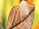 Is it a dry leaf or a butterfly?