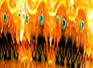 Eyes of Scallops, One of the Mollusks