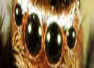 Jumping Spider