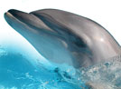 Wonders of Allah in Dolphins