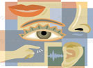 Signs of Allah in our Senses
