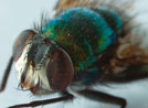 Signs of Allah in a fly