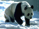 Giant Panda